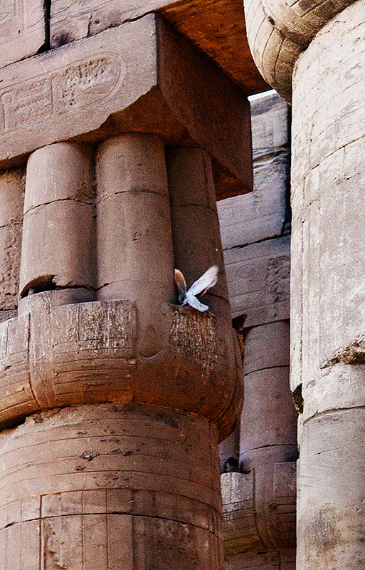 Birds in Columns
