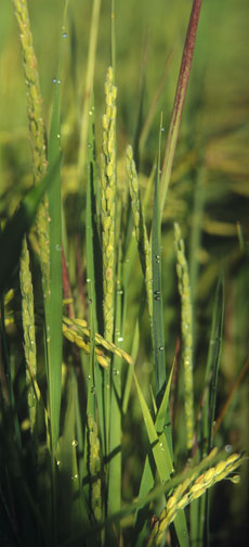 Morning Dew on Rice Shoots