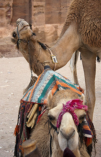 Camel with an Itch