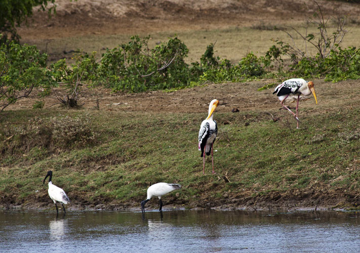 Ibis with Painted Storks