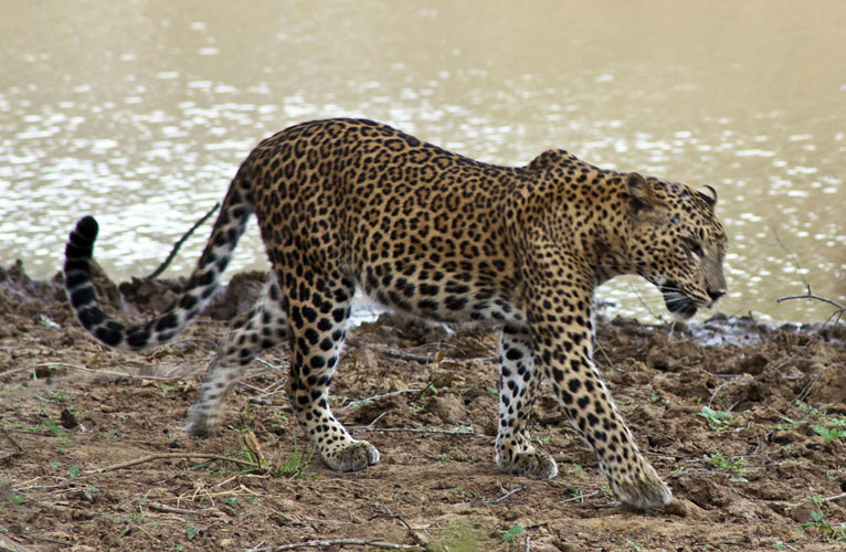 Female Leopard 2