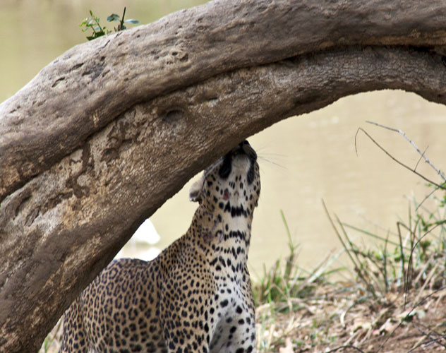 Female Leopard 4