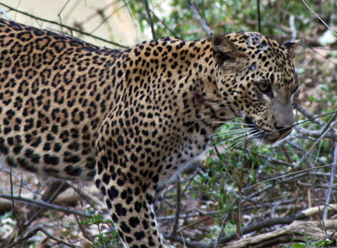 Female Leopard 3