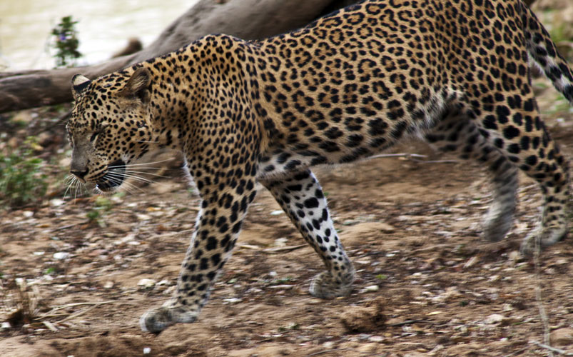 Female Leopard 1