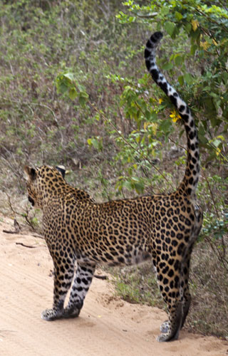 Female Leopard 5
