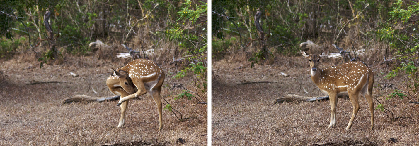 Spotted Deer-Fawn Sequence