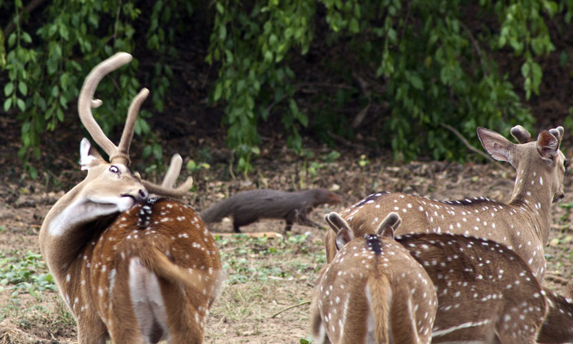 Spotted Deer with Mongoose