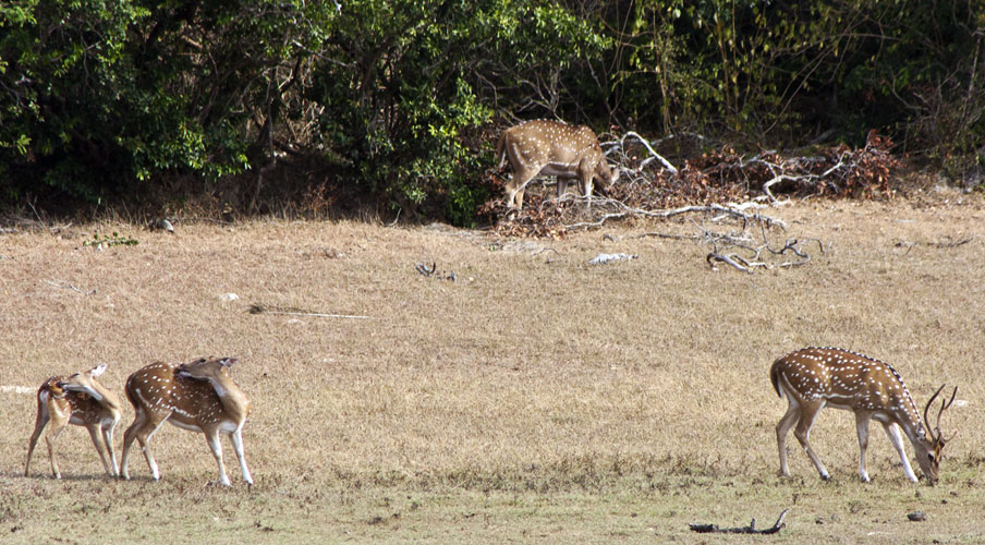 Spotted Deer-Parrallel