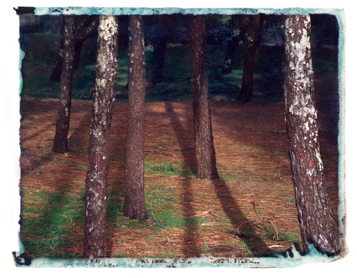 Through the Pines - Ofir, Portugal