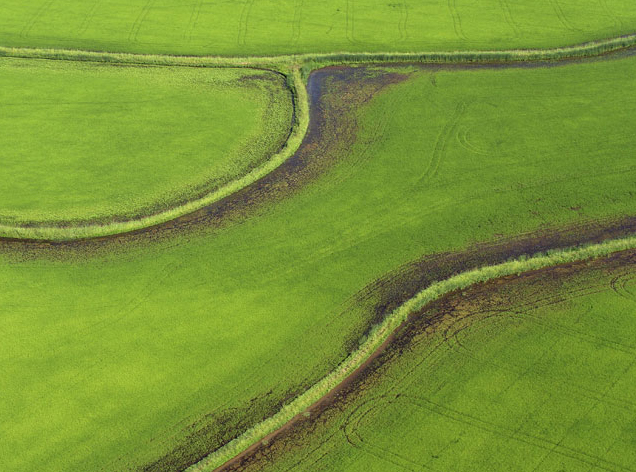 Rice aerial