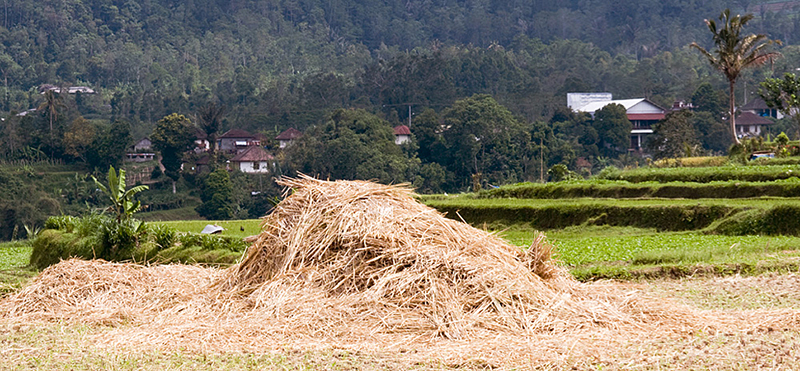 Burning the Straw