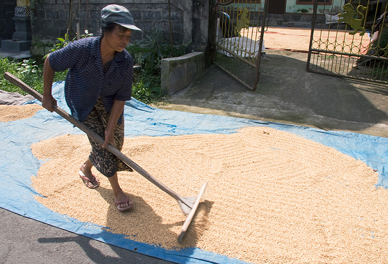 Spreading the Rice on Tarps