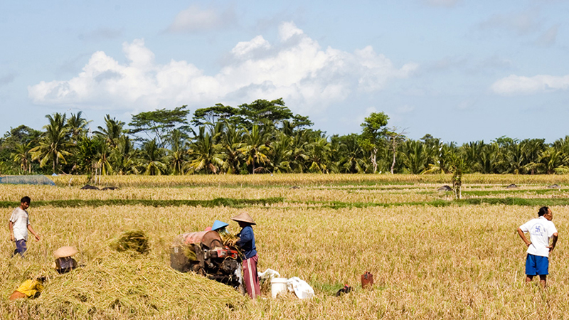 Harvest