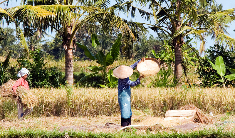 Fanning the Rice