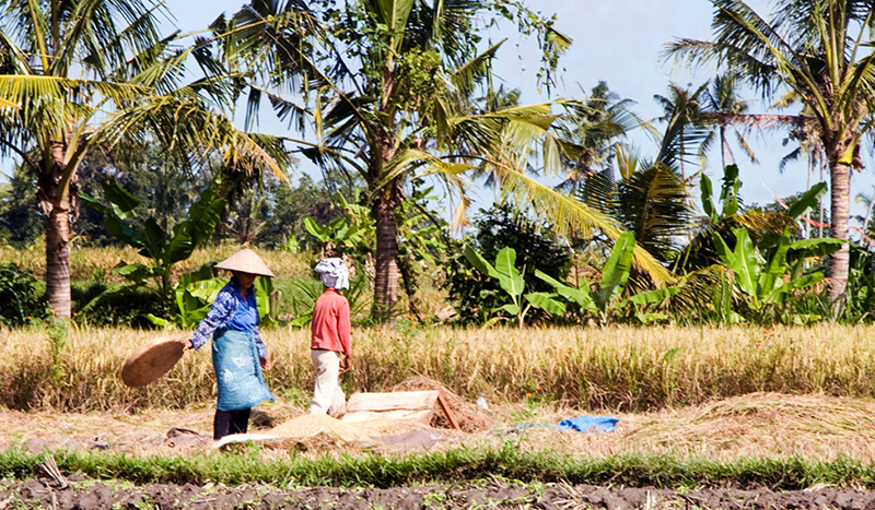 Fanning the Rice