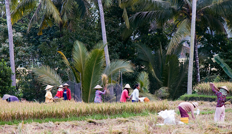 Threshing