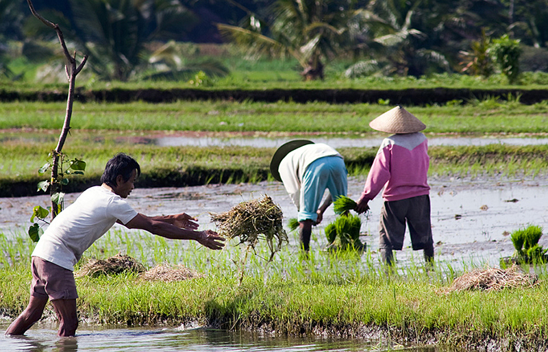 Preparing the fields