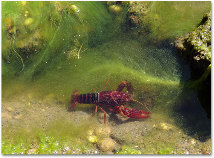 September - Life Around the Canals - Crawfish