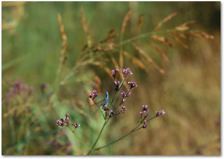 September - Dragonflies 2