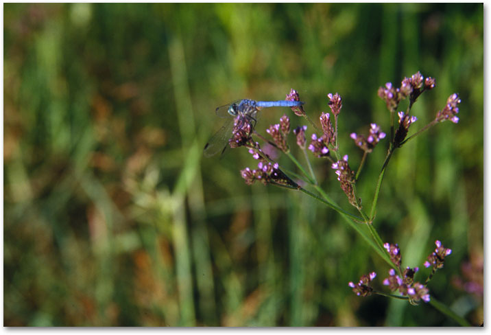 September -  Dragonflies 1