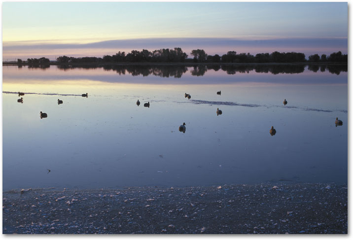 NOVEMBER finds the flooded rice fields, water filled with feathers from the migrating birds. Here and there decoys for duck hunters.