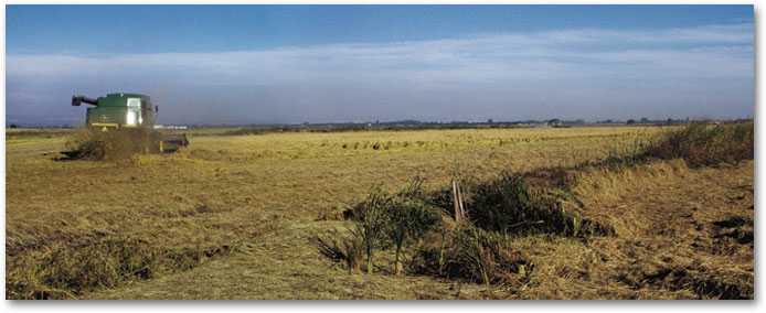 October - Harvest