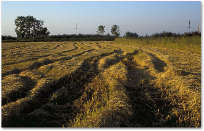 October - Harvest