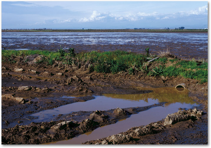 FEBRUARY  The water is dropping and the fields are rich mud.