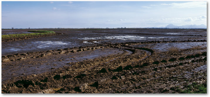 FEBRUARY  Mud lines