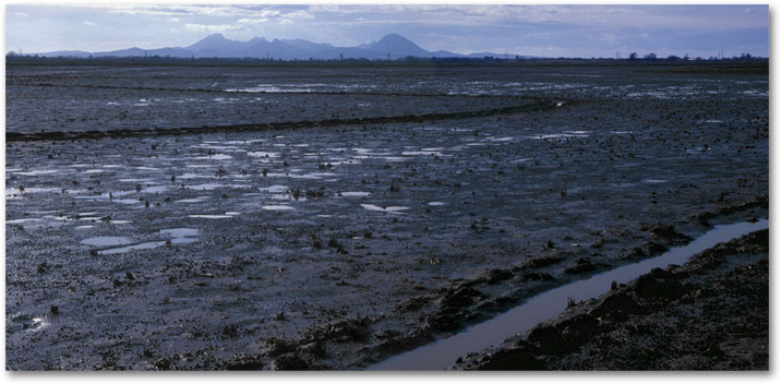 FEBRUARY  View of the Sutter Buttes