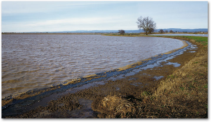 JANUARY - Water's Edge