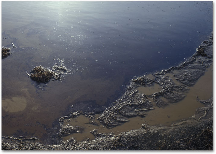 JANUARY - Reflooded fields break down the straw and provide wildlife habitat