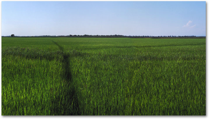 JUNE Lines Through the Fresh Stalks