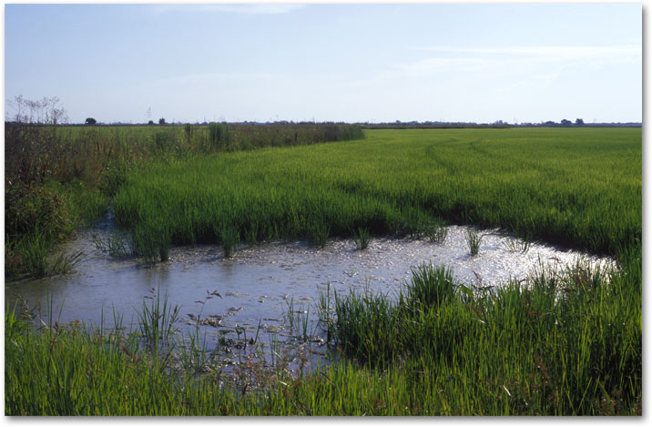 JUNE Patterns of Blue Water and Green Rice