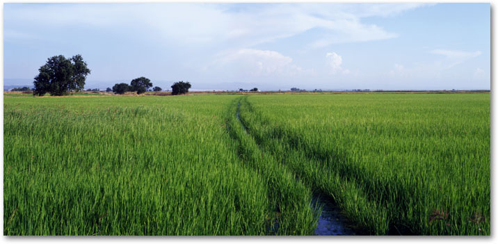 JUNE  The Rice Stalks are Fresh and Green