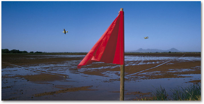 April in the rice fields, seeding by air