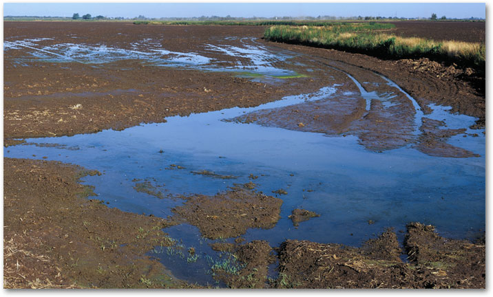 April Drying Fields