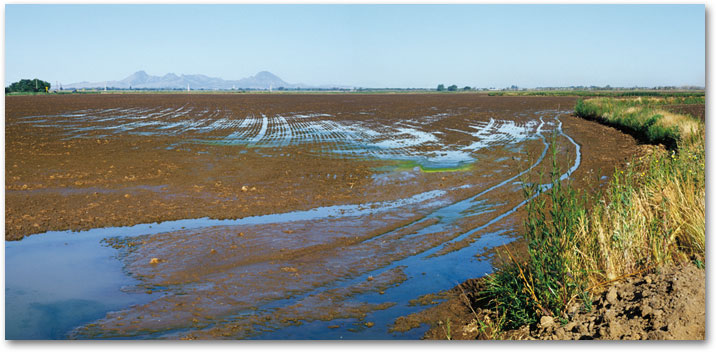 April Drying Field