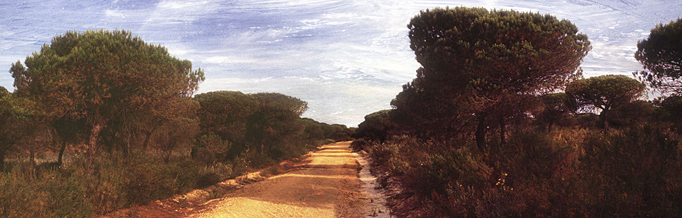 Doñana Road-Spain