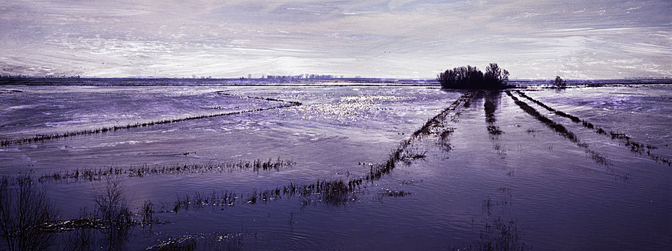 Ricefield-Sacramento, California