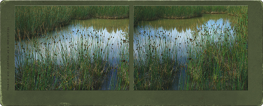 Pond Reflection