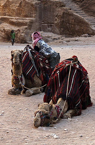 Camels Resting