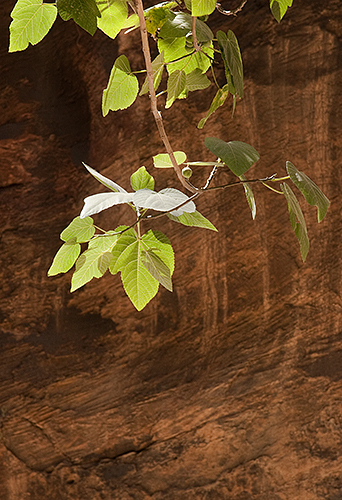 Figs in the Canyon