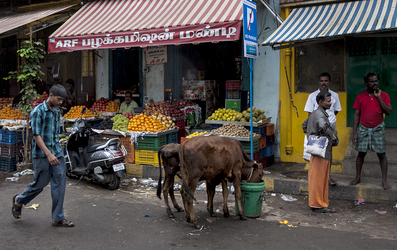 Madurai :: Red and Green Stripes