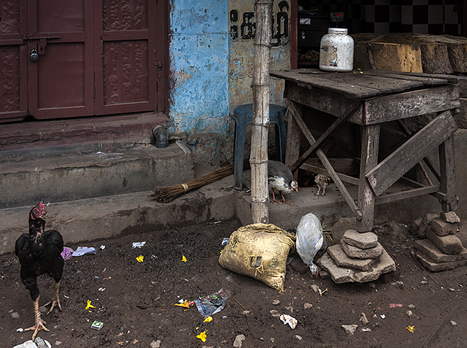 Madurai :: Rooster with Red Door