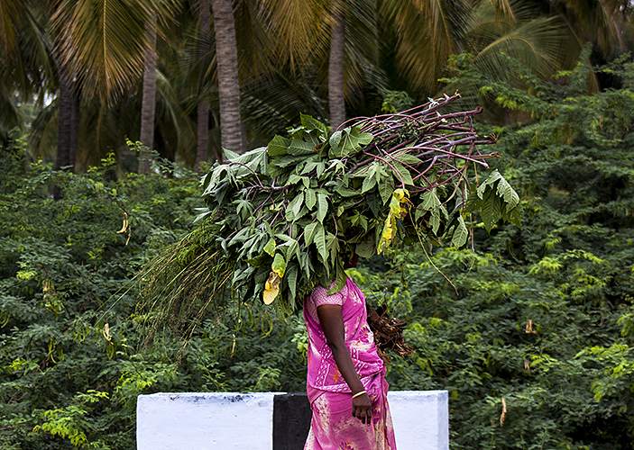 Thekkady :: Lady in Pink