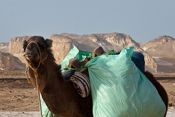 Desert camel