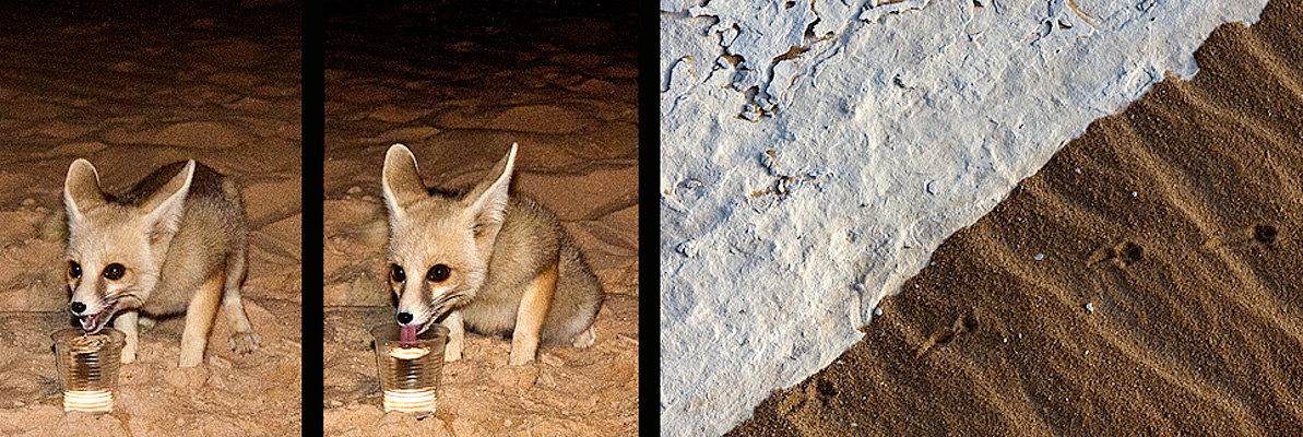 Fennec Fox