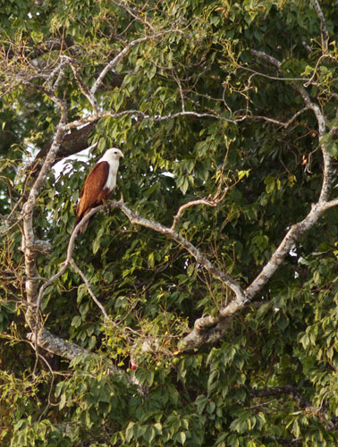 Brahminy Kite