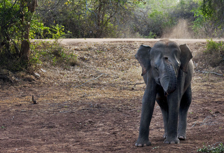 Bell Elephant Dust Bath